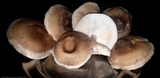 Lentinula edodes image