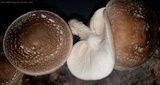 Lentinula edodes image