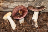 Russula murrillii image