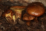 Suillus ponderosus image