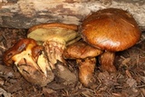 Suillus ponderosus image