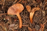 Lactarius alpinus image