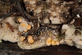 Endogone pisiformis image