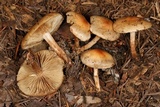 Pholiota spumosa image