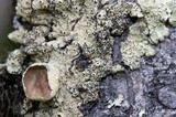 Ahtiana sphaerosporella image