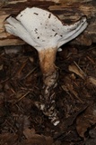 Jahnoporus hirtus image