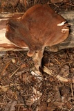 Jahnoporus hirtus image