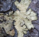 Ahtiana sphaerosporella image