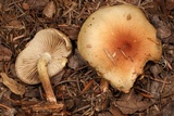 Pholiota decorata image