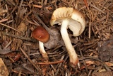 Pholiota velaglutinosa image