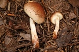 Pholiota velaglutinosa image