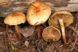 Pholiota lubrica image