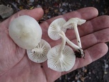 Cuphophyllus virgineus image