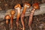 Phaeocollybia piceae image