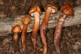 Phaeocollybia piceae image