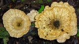 Cymatoderma caperatum image