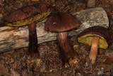 Boletellus mirabilis image