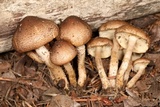 Pholiota terrestris image