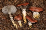 Gomphidius subroseus image