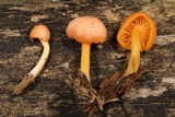Chrysomphalina aurantiaca image