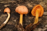 Chrysomphalina aurantiaca image