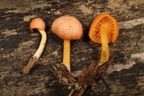 Chrysomphalina aurantiaca image