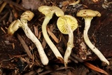 Chrysomphalina grossula image