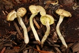 Chrysomphalina grossula image