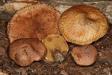 Suillus lakei image