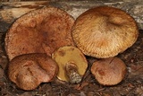 Suillus lakei image