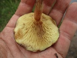 Paxillus involutus image