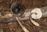 Amanita pachycolea image
