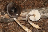 Amanita pachycolea image