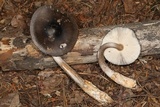 Amanita pachycolea image