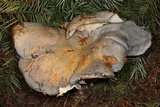 Albatrellus flettii image