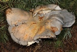 Albatrellus flettii image