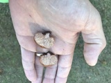 Zelleromyces cinnabarinus image