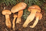 Chroogomphus tomentosus image