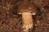 Boletus fibrillosus image