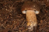 Boletus fibrillosus image