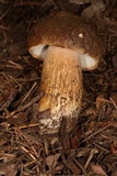 Boletus fibrillosus image
