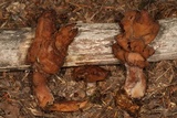 Gyromitra infula image