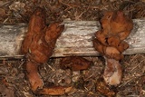 Gyromitra infula image