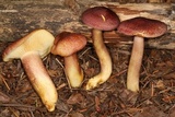Tricholomopsis rutilans image
