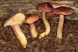 Tricholomopsis rutilans image