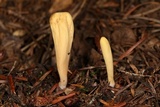 Clavariadelphus occidentalis image