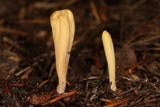 Clavariadelphus occidentalis image