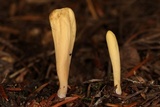 Clavariadelphus occidentalis image