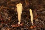 Clavariadelphus occidentalis image