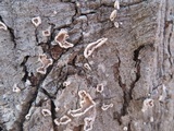 Aleurodiscus oakesii image